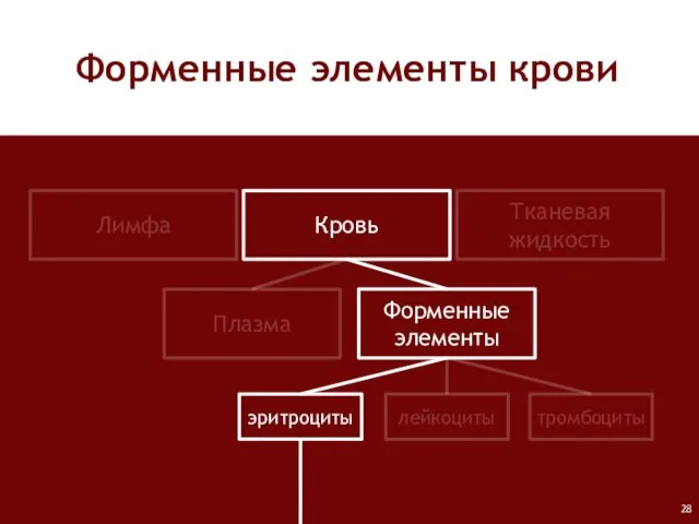 Форменные элементы крови Лимфа Кровь Тканевая жидкость Плазма Форменные элементы лейкоциты тромбоциты эритроциты