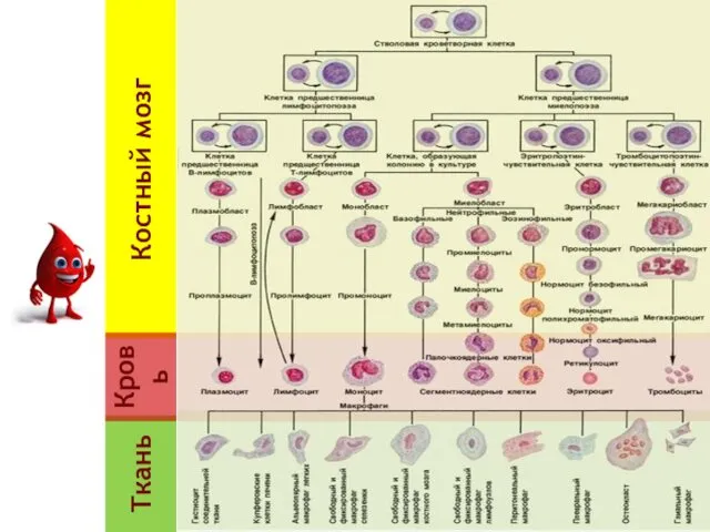 Костный мозг Ткань Кровь