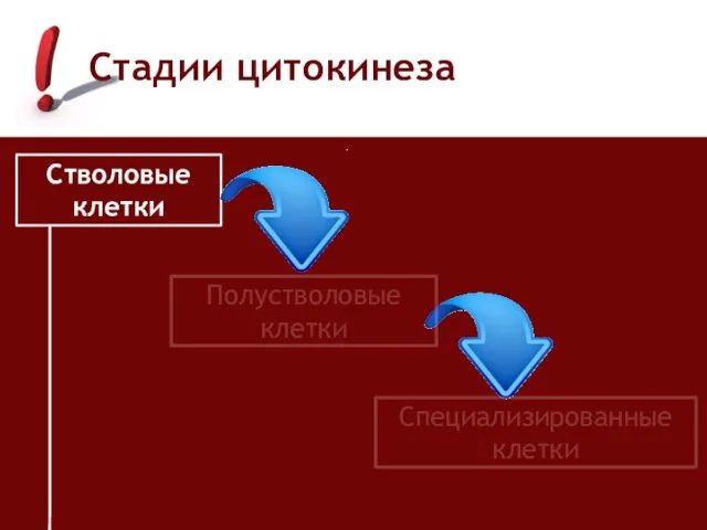 Стадии цитокинеза Стволовые клетки Полустволовые клетки Специализированные клетки