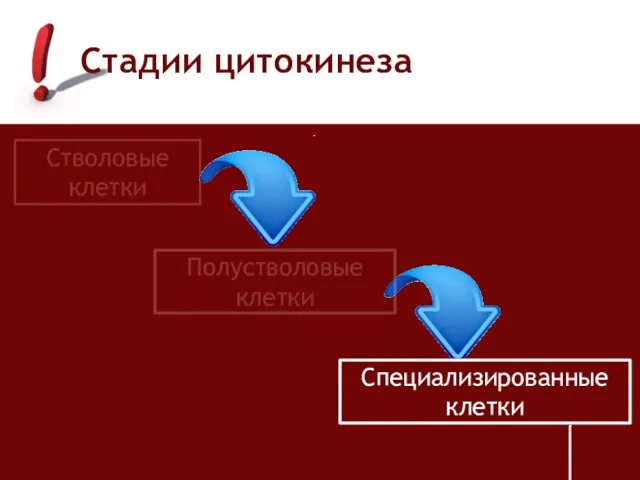 Стадии цитокинеза Стволовые клетки Специализированные клетки Полустволовые клетки