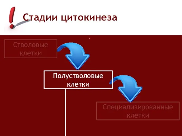 Стадии цитокинеза Стволовые клетки Полустволовые клетки Специализированные клетки