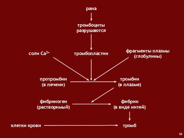 рана тромбоциты разрушаются протромбин (в печени) соли Са2+ фрагменты плазмы