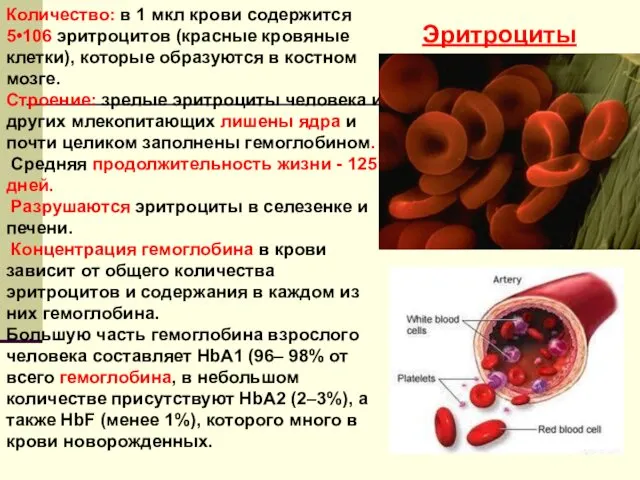 Количество: в 1 мкл крови содержится 5•106 эритроцитов (красные кровяные клетки), которые образуются