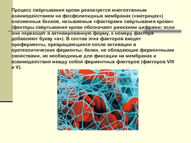Процесс свёртывания крови реализуется многоэтапным взаимодействием на фосфолипидных мембранах («матрицах») плазменных белков, называемых