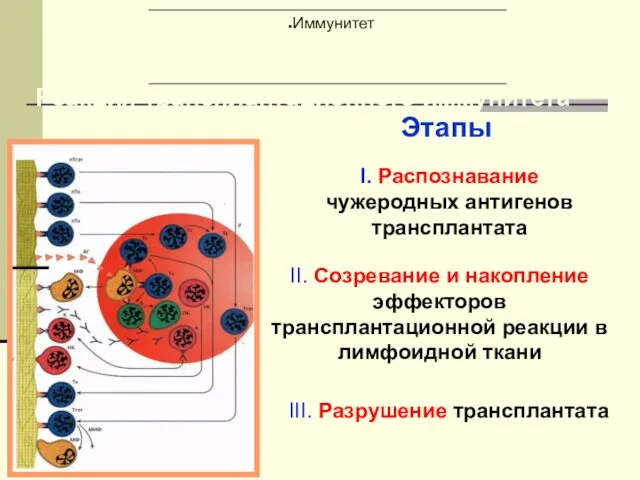 Реакция трансплантационного иммунитета Этапы I. Распознавание чужеродных антигенов трансплантата II. Созревание и накопление