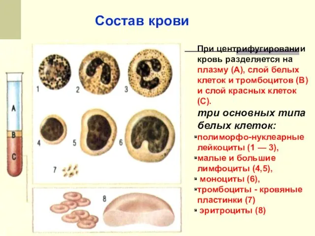 Состав крови При центрифугировании кровь разделяется на плазму (А), слой белых клеток и