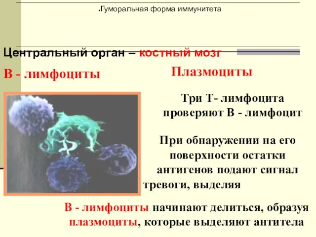 Центральный орган – костный мозг В - лимфоциты Плазмоциты Три