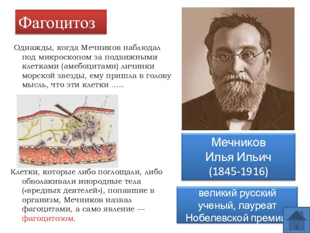 Фагоцитоз Однажды, когда Мечников наблюдал под микроскопом за подвижными клетками