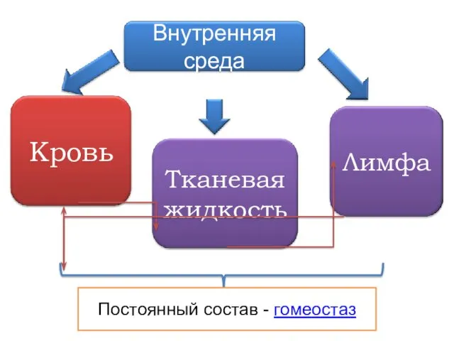 Постоянный состав - гомеостаз