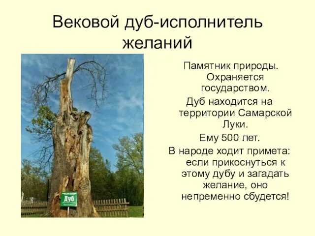 Вековой дуб-исполнитель желаний Памятник природы. Охраняется государством. Дуб находится на