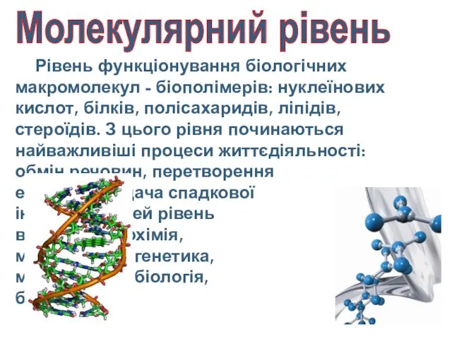 Рівень функціонування біологічних макромолекул - біополімерів: нуклеїнових кислот, білків, полісахаридів,