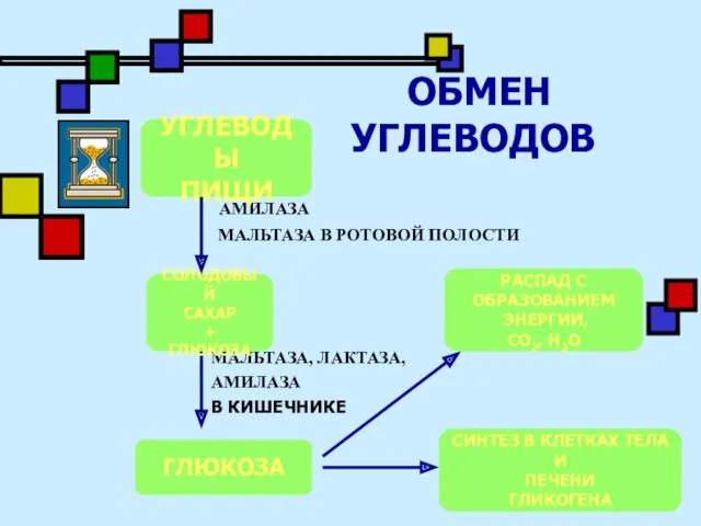 ОБМЕН УГЛЕВОДОВ АМИЛАЗА МАЛЬТАЗА В РОТОВОЙ ПОЛОСТИ МАЛЬТАЗА, ЛАКТАЗА, АМИЛАЗА