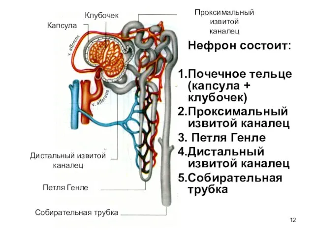 Нефрон состоит: Почечное тельце (капсула + клубочек) Проксимальный извитой каналец