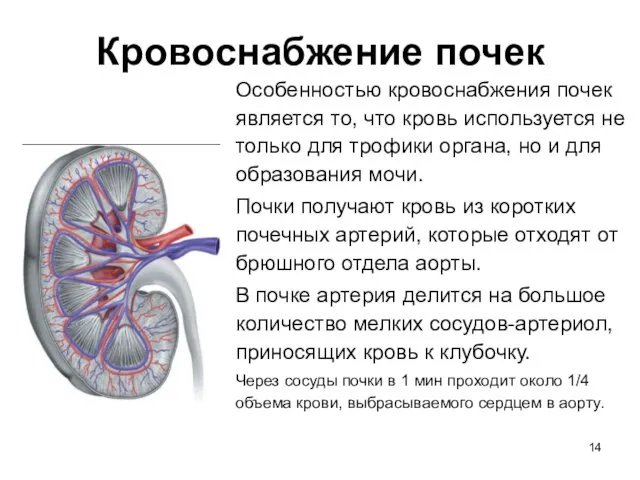 Особенностью кровоснабжения почек является то, что кровь используется не только