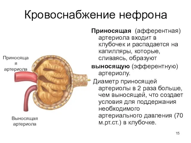 Кровоснабжение нефрона Приносящая (афферентная) артериола входит в клубочек и распадается