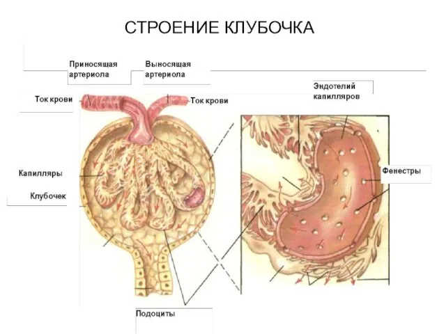 СТРОЕНИЕ КЛУБОЧКА