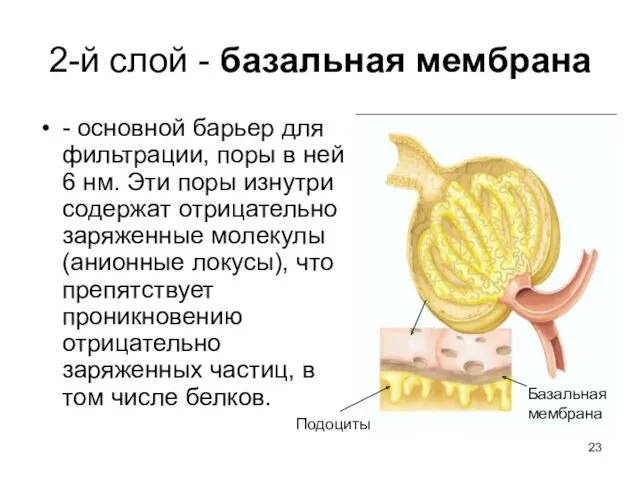 2-й слой - базальная мембрана - основной барьер для фильтрации,