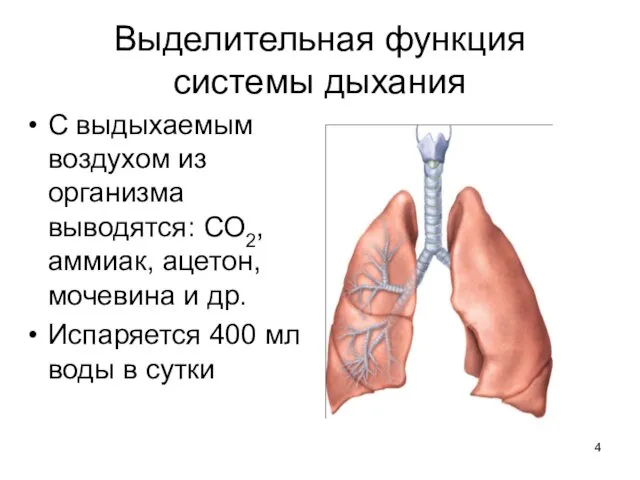 Выделительная функция системы дыхания С выдыхаемым воздухом из организма выводятся: