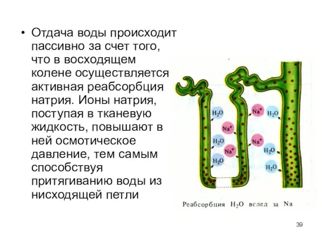 Отдача воды происходит пассивно за счет того, что в восходящем