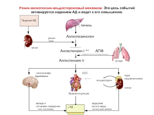 Ренин-ангиотензин-альдостероновый механизм. Эта цепь событий активируется падением АД и ведет