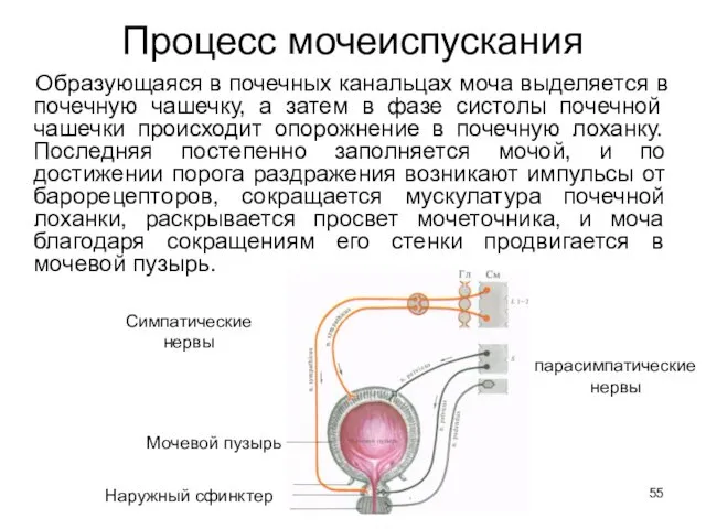 Процесс мочеиспускания Образующаяся в почечных канальцах моча выделяется в почечную