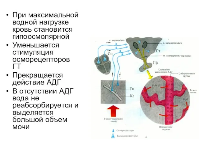 При максимальной водной нагрузке кровь становится гипоосмолярной Уменьшается стимуляция осморецепторов