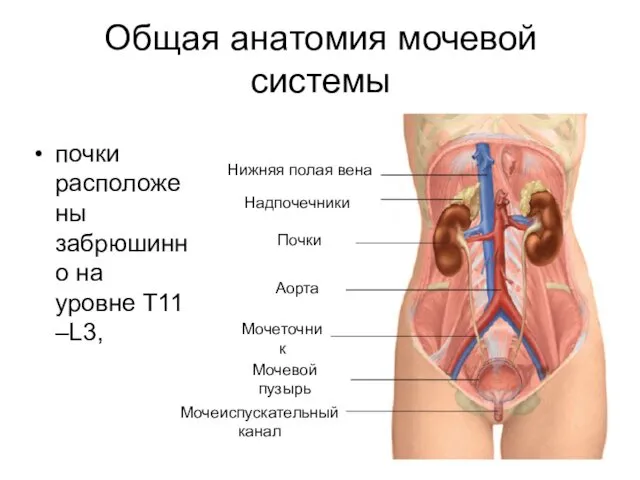 Общая анатомия мочевой системы почки расположены забрюшинно на уровне T11