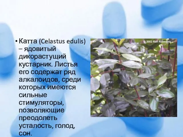 Катта (Celastus edulis) – ядовитый дикорастущий кустарник. Листья его содержат