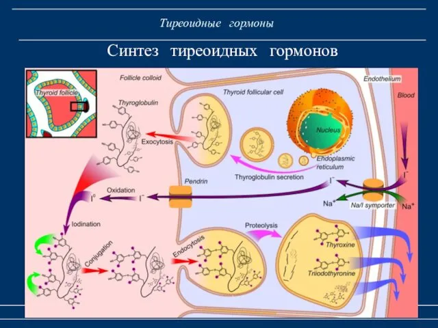 Тиреоидные гормоны Гормоны щитовидной и поджелудочной желез Синтез тиреоидных гормонов