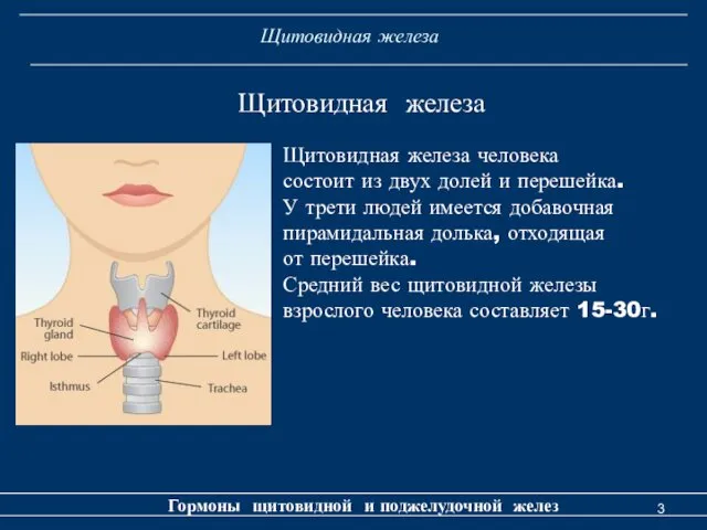 Щитовидная железа Гормоны щитовидной и поджелудочной желез Щитовидная железа Щитовидная