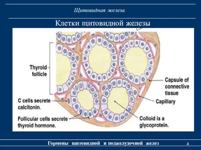 Щитовидная железа Гормоны щитовидной и поджелудочной желез Клетки щитовидной железы