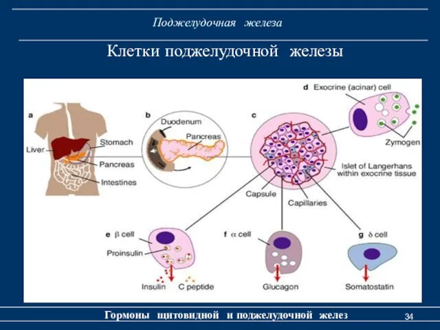 Поджелудочная железа Гормоны щитовидной и поджелудочной желез Клетки поджелудочной железы