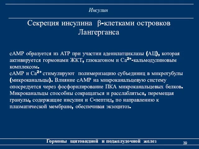 Инсулин Гормоны щитовидной и поджелудочной желез Секреция инсулина β-клетками островков