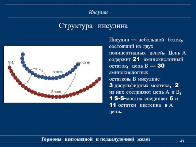 Инсулин Гормоны щитовидной и поджелудочной желез Структура инсулина Инсулин —