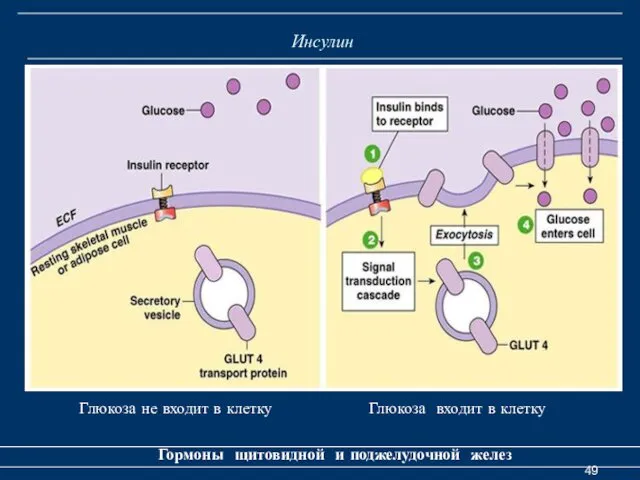 Инсулин Гормоны щитовидной и поджелудочной желез Глюкоза не входит в клетку Глюкоза входит в клетку