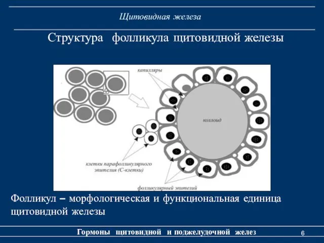 Щитовидная железа Гормоны щитовидной и поджелудочной желез Структура фолликула щитовидной