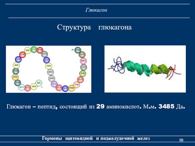 Глюкагон Гормоны щитовидной и поджелудочной желез Структура глюкагона Глюкагон –