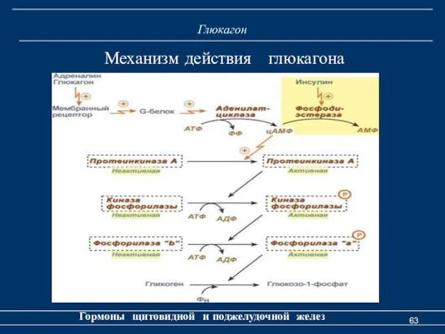 Глюкагон Гормоны щитовидной и поджелудочной желез Механизм действия глюкагона