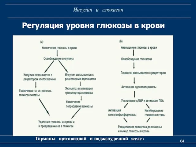 Инсулин и глюкагон Гормоны щитовидной и поджелудочной желез Регуляция уровня глюкозы в крови