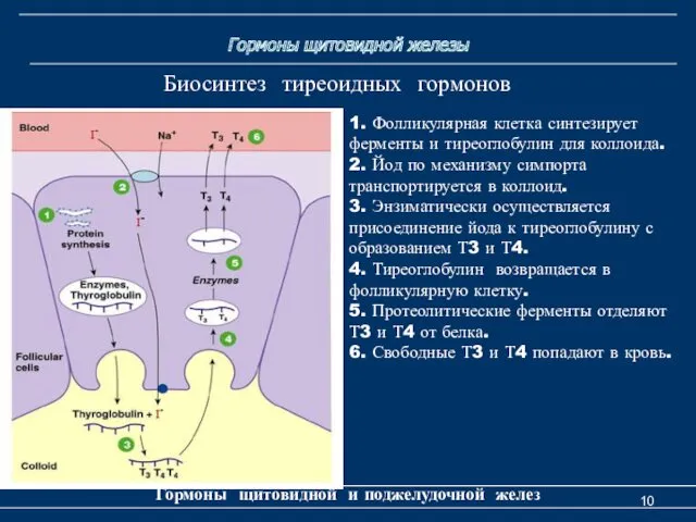 Гормоны щитовидной железы Гормоны щитовидной и поджелудочной желез 1. Фолликулярная