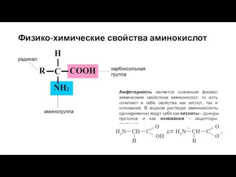 Физико-химические свойства аминокислот Амфотерность является основным физико-химическим свойством аминокислот, то