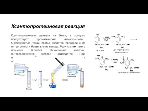 Ксантопротеиновая реакция Ксантопротеиновая реакция на белки, в которых присутствуют ароматические