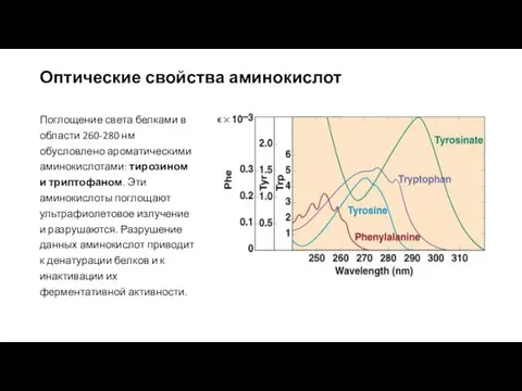 Поглощение света белками в области 260-280 нм обусловлено ароматическими аминокислотами: