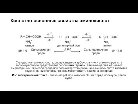 Кислотно-основные свойства аминокислот Стандартная аминокислота, содержащая α-карбоксильную и α-аминогруппы, в