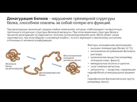 Денатурация белков – нарушение трехмерной структуры белка, способное повлечь за