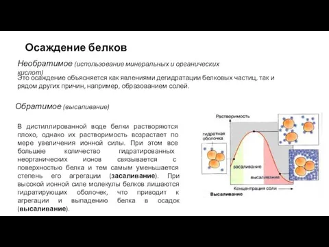 Осаждение белков Обратимое (высаливание) Необратимое (использование минеральных и органических кислот)