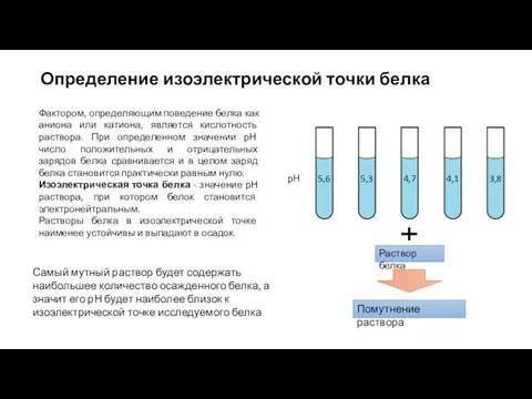 Определение изоэлектрической точки белка рН 4,7 5,3 4,1 3,8 5,6