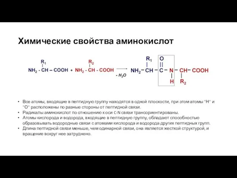 Химические свойства аминокислот Все атомы, входящие в пептидную группу находятся