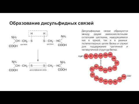 Образование дисульфидных связей Дисульфидные связи образуются между двумя аминокислотными остатками