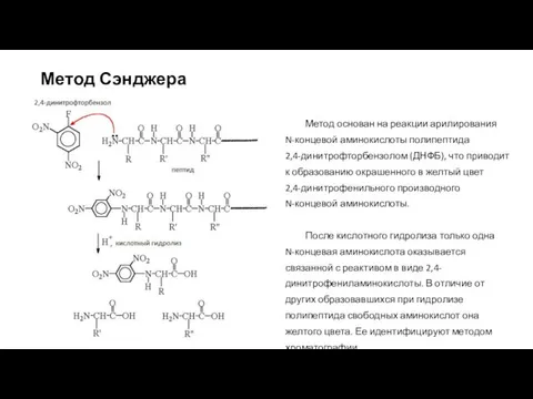 Метод Сэнджера Метод основан на реакции арилирования N-концевой аминокислоты полипептида